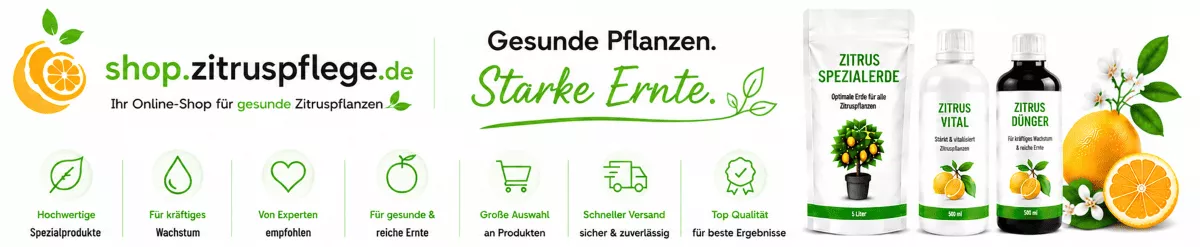 Zitrusbaum Erde für optimales Wurzelwachstum