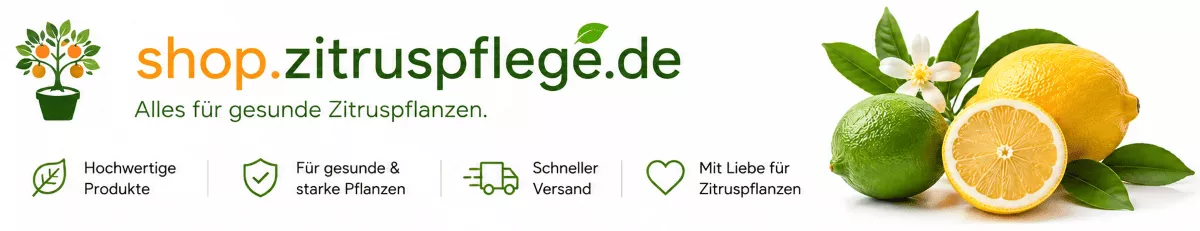 Zitronenbaum Pflege für gesunde Früchte