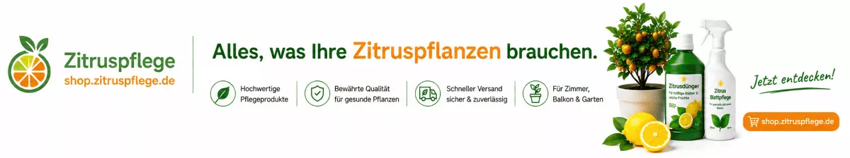 Zitronenbaum im Topf richtig versorgen