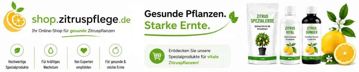 Gesundes Wurzelwachstum bei Zitrusbäumen fördern