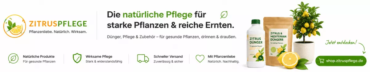 Zitruspflege für Balkonpflanzen und Terrassenbäume