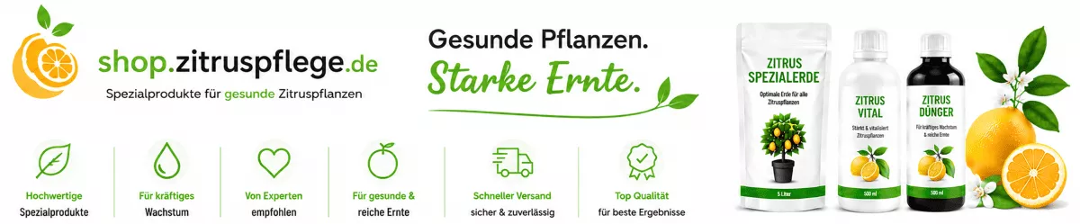 Tipps für kräftige Zitruspflanzen