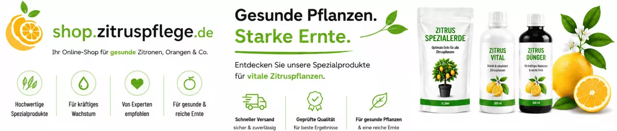 Zitronenpflanzen für eine reiche Ernte vorbereiten