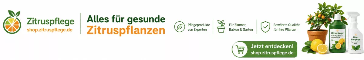 Orangenbäume gesund und kräftig kultivieren