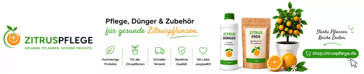 Mandarinenbäume mit passender Pflege versorgen