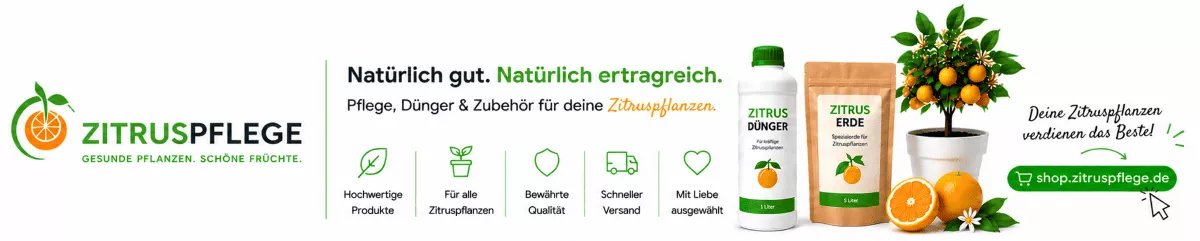 Pflege für Zitrusbäume mit Blüten und Früchten