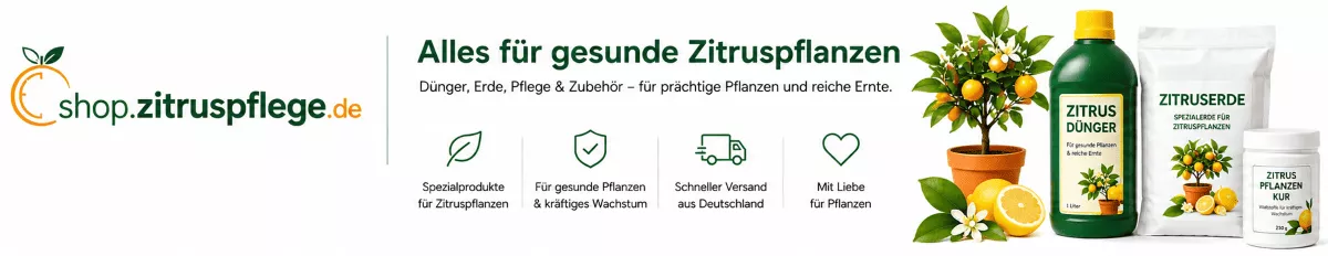 Gesunde Zitronenblätter durch optimale Pflege