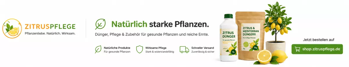 Zitronenbäume für die nächste Saison stärken