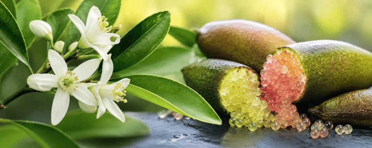 Fingerlimette Frucht