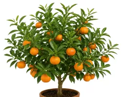 Mandarinenbaum Citrus reticulata Pflanze