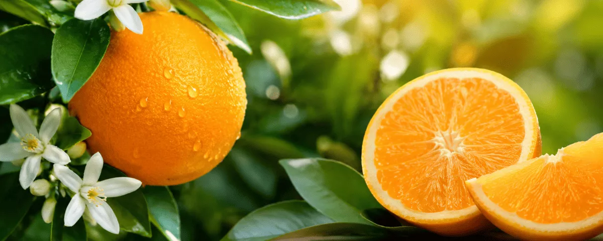 Orangenbaum Frucht